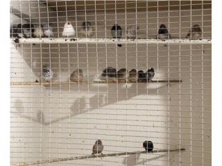 Zebritas finches Puerto Rico