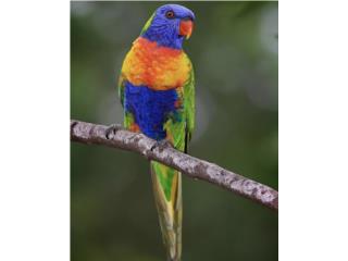 Loro Bebe - EXOTICO & HABLADOR Puerto Rico