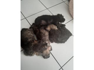 Schnauzer machos Puerto Rico