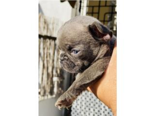 French macho blue Puerto Rico