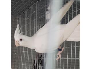 Pareja de cockatiel con papeles Puerto Rico