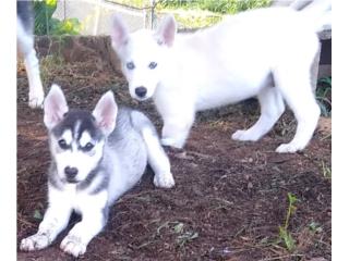 Husky Puerto Rico