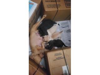 PERRITOS Puerto Rico
