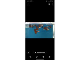 Guppys calidad Puerto Rico