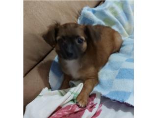 Chihuahua Puerto Rico