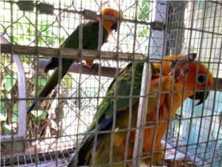 Cotorras jenday conure Puerto Rico