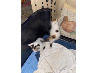 Se regalan gatitas nenas Puerto Rico