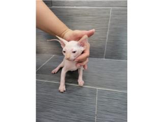 Gatito sphynx de 8 semanas 2800 Puerto Rico