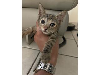Gatito bebe para adopcion Puerto Rico