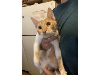 Se regalia gato Puerto Rico