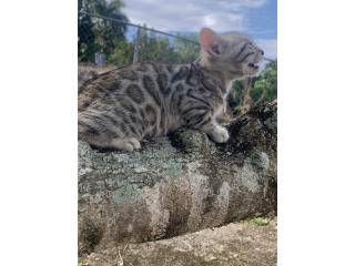 Caribbeanbengals Puerto Rico