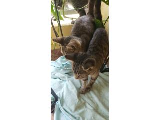 Gatos Puerto Rico