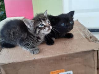Gatitos para adopción Puerto Rico