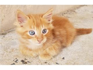 Gatos gratis Puerto Rico