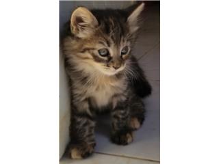 Gatos gratis Puerto Rico