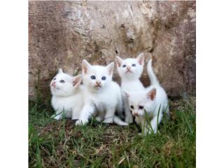 Kittens  Puerto Rico