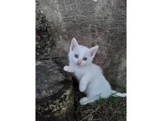 Kitten Puerto Rico