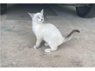 Bellos gatitos Puerto Rico
