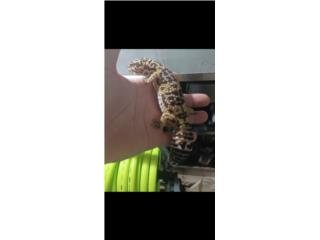 Gecko Leopardo  Puerto Rico