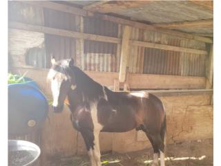 Caballo 3 andares, manso solo 1200 Puerto Rico