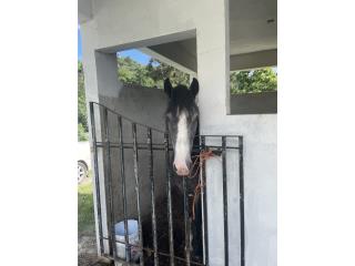 Vendo caballo 3 años moro Puerto Rico