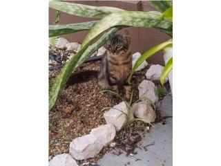 Busco hogar responsable Puerto Rico