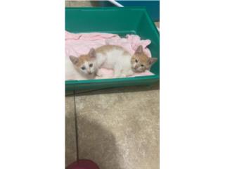 Para adopción Puerto Rico