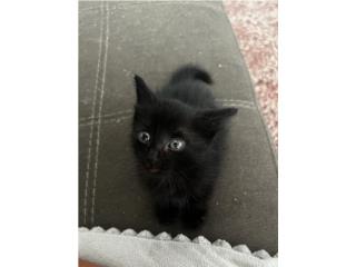 Cariñosa gatita negra para adopción Puerto Rico