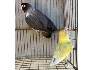 Lovebirds Personatus Puerto Rico