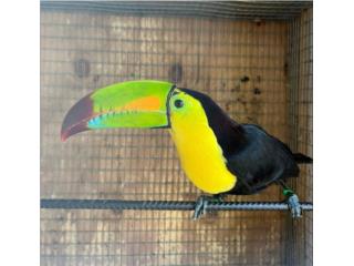 Tucan manso 100% Puerto Rico
