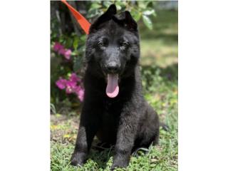Puerto Rico Black German Shepherd AKC, Perros Gatos y Caballos