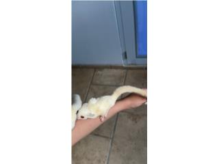 Sugar Glider hembra  Puerto Rico