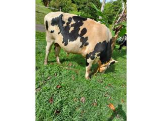 Venta toro Puerto Rico