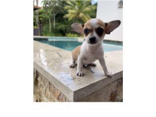 Puerto Rico Chihuahua Macho Super Mini , Perros Gatos y Caballos