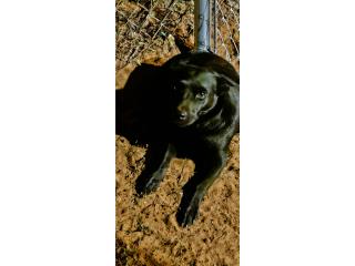 Preciosa perra para adopcin  Puerto Rico