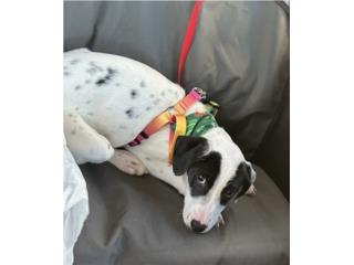 Perrita busca hogar Puerto Rico