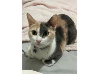 Regalo Gata. Llamada Chloe Puerto Rico