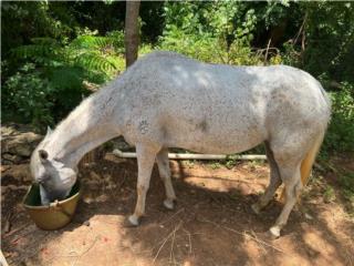 Cvd Yegua de paso fino Puerto Rico