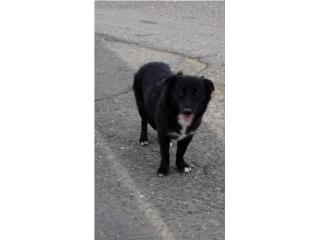 Perrita Sata en adopcin Puerto Rico