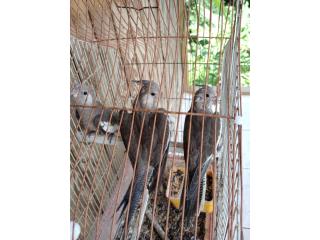 Cockatieles Whiteface a $60.00 Puerto Rico