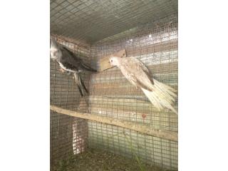 Pareja Cockatiels Adultas Puerto Rico