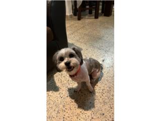 Shitzu para adopcin Puerto Rico