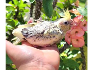 Cockatiel pasterface Puerto Rico