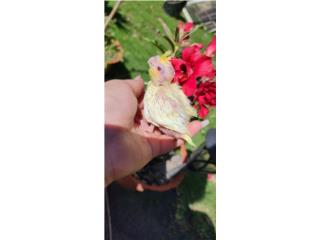 Cockatiel Lutino  Puerto Rico