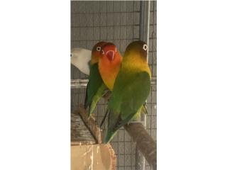 3 PAREJAS DE LOVEBIRDS ANILLADOS Puerto Rico