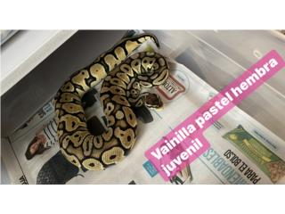 Ball python vainilla pastel, Compra y Venta de mascotas y accesorios en  ClasificadosOnline