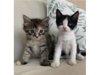 SE REGALAN GATITOS HERMOSOS Puerto Rico