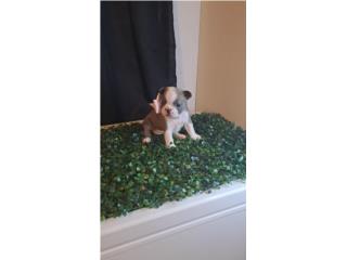 Puerto Rico French bulldog Hembras y machos, Perros Gatos y Caballos