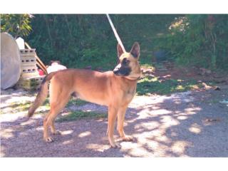 handsome guapo Belgium malinois  Puerto Rico