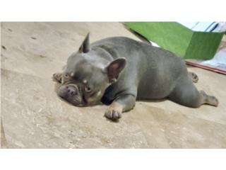 Exotic Frenchie French Bulldog Isabela Puerto Rico